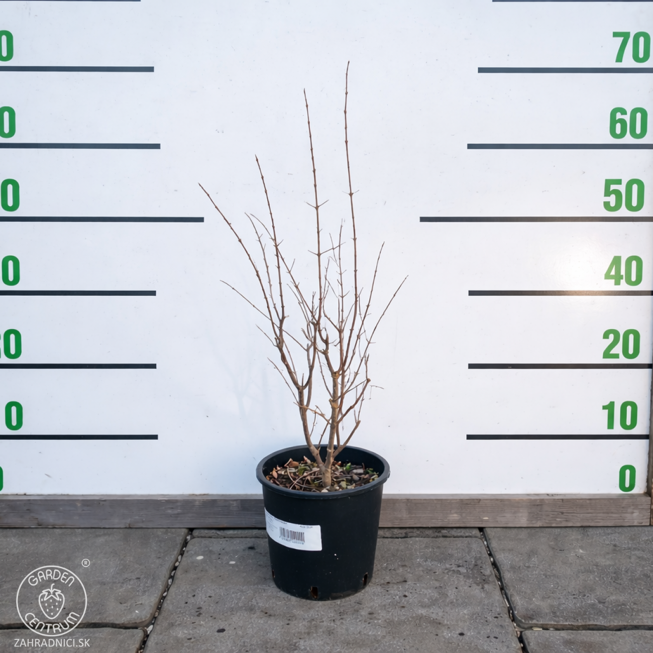 Obrázok Granátové jablko (Punica granatum) ´PUNICA GRANATUM SVERKRANNYI´ - výška 50-60 cm, kont. C3L (-18°C) (Ruský granátovník)